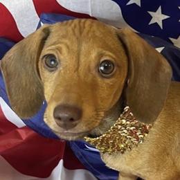 RUMBO - Red male Dachshund puppy in Polo, Missouri from Blue Tails Farm