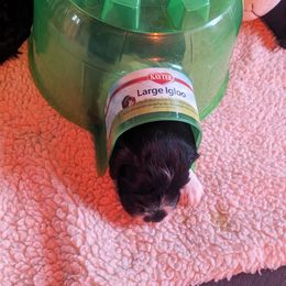 Portuguese Water Dog Puppies from Hat Trick Caos PWDs