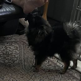 Pomeranian Puppies from Total Eclipse Pomeranians