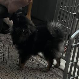 Pomeranian Puppies from Total Eclipse Pomeranians