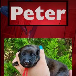 Peter - Red sable male Belgian Malinois puppy in Chino, California from BlueStone K9