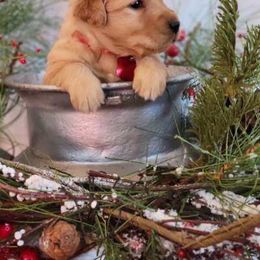 Golden Retriever Puppies from Loeffelholz Family Golden Retrievers