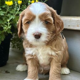 Salem, Black collar - Red male Australian Labradoodle puppy in Mount Gilead, North Carolina from Tillery Labradoodles