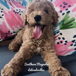 Australian Labradoodles from Southern Magnolia Labradoodles
