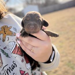 Belle - Chocolate and tan female Dachshund puppy in Mc Alester, Ok, Oklahoma from New Hope Miniature Dachshunds
