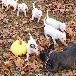 American Bulldog and French Bulldog Puppies from Jemms Kennels