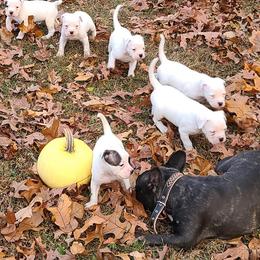 American Bulldog and French Bulldog Puppies from Jemms Kennels