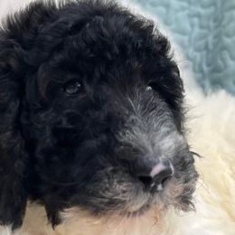 Goldendoodle and Poodle Puppies from Elizabeth Rocha's Doodles