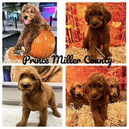 Goldendoodle and Golden Retriever Puppies from Were The Mack'Doodles
