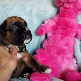 Green collar - Brindle male Boxer puppy in Titusville, Florida from Saskobox