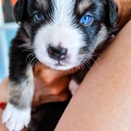 Australian Shepherd Puppies from Caramel Bliss Kennel - East Coast Aussies
