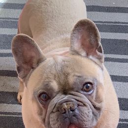 French Bulldog and Pug All Grown Up from Puddles Palace