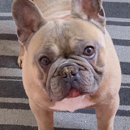 French Bulldog and Pug All Grown Up from Puddles Palace
