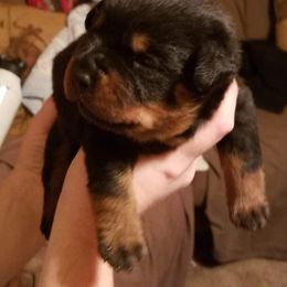 Rottweiler Puppies from Gateway Rottweilers