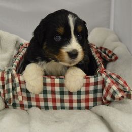 Raven - Black tri-color female Australian Shepherd puppy in Guthrie, Oklahoma from BB Blu Aussies