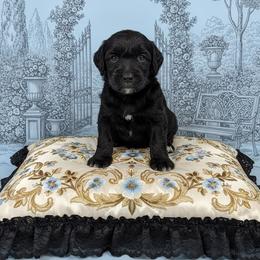 Lord Simon - Phantom male Goldendoodle puppy in Moncks Corner, South Carolina from Sweetgrass Goldendoodles of Moncks Corner