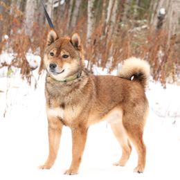 Jasper - Shiba Inu
