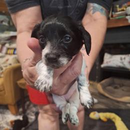 Female 3 Spot on Left Red - Piebald female Dachshund puppy in Gordon, Georgia from Long Dogs Yellow Farm