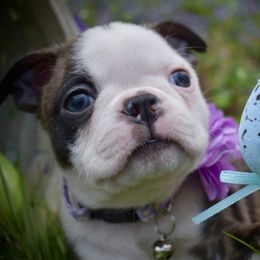 Dahlia - Brindle and white Boston Terrier puppy in Rockville, Indiana from Blaze Of Glory Bostons & Frenchies