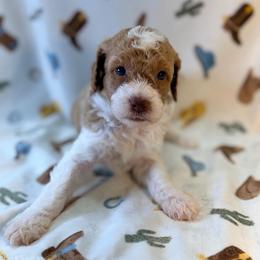 Girl1 - Parti female Poodle puppy in Liberty, Texas from Poodles and Doodles Most Excellent Adventures