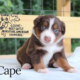 Cape - Red tri-color male Miniature American Shepherd puppy in Franklin, Kentucky from LF Ranch