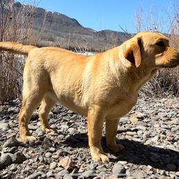 Willow - Labrador Retriever