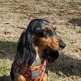 Schatzi - Dachshund