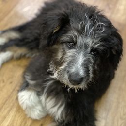 Aussiedoodle, Australian Shepherd, and Miniature Australian Shepherd Puppies from Amie's Aussies & Doodles