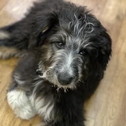 Aussiedoodle, Australian Shepherd, and Miniature Australian Shepherd Puppies from Amie's Aussies & Doodles