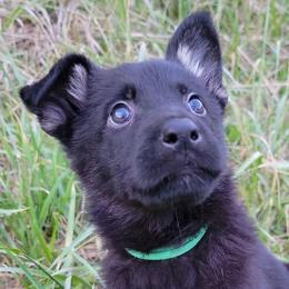 Green Collar - Ambush - Bi-color male German Shepherd puppy in Augusta, West Virginia from Cricket Hollow Canines
