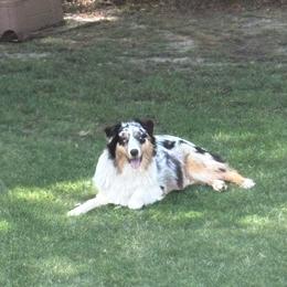 Summer - Australian Shepherd