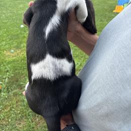 Basset Hound Puppies from Tia Blystone