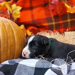 Earnest - Black and white male Border Collie puppy in Dundy County, Nebraska from Stag Valley Homestead