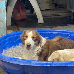 Australian Shepherd Puppies from Reinemn Kennels