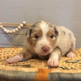 Cookie - Red merle female Miniature Australian Shepherd puppy in North Lakeport, California from Wild Rose Ranch