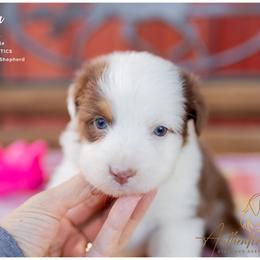 Hanna - Red Tri Female - Red tri-color female Australian Shepherd puppy in Red Bud, Illinois from Authentic Aussies