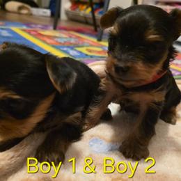 Boy 1 (Blue Collar) - Boy 2 (Red Collar) - Black and tan male Yorkshire Terrier puppy in Toledo, Ohio from Laura's Yorkies
