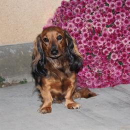 June Bug - Dachshund
