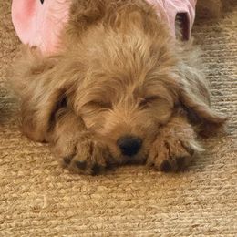 Aussiedoodle, Goldendoodle, and Labradoodle Puppies from Loving Doodle