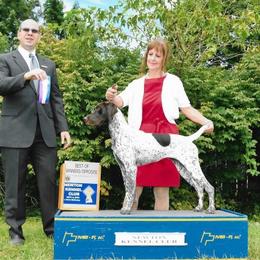 German Shorthaired Pointer Puppies from Keystone Gun Dogs/vom Schlussstein Shorthairs