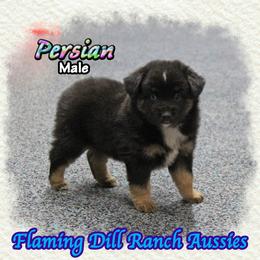 Persian - Black tri male Miniature Australian Shepherd puppy in Forestburg, Texas from Flaming Dill Ranch Aussies