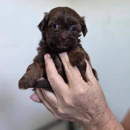 Teddy - Chocolate male Shih Tzu puppy in Muscatine, Iowa from Prairie Creek Puppies