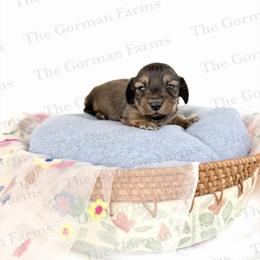 Bean Jr (BJ) - Cream male Dachshund puppy in Greenville, North Carolina from The Gorman Farms