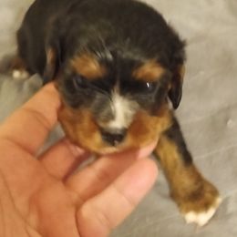 Hershey - Black and tan male Cavalier King Charles Spaniel puppy in East Providence, Rhode Island from Marta's Cavaliers