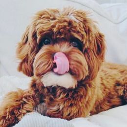 Cavapoos from Cavapoos R4 Cuddles