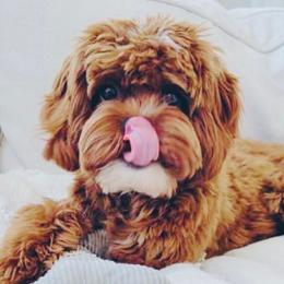 Cavapoos from Cavapoos R4 Cuddles