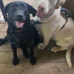 Labrador Retrievers from Brown Bay Labs