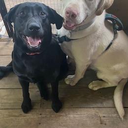 Labrador Retrievers from Brown Bay Labs