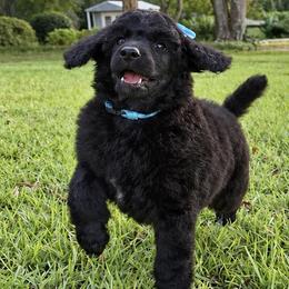 (Navy) Aqua Collar Female - Blue female Poodle puppy in Screven, Georgia from Dreamland Standard Poodles