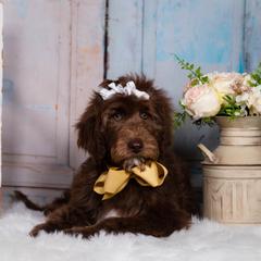 Bordoodle Puppies from 2J 2K Bordoodles